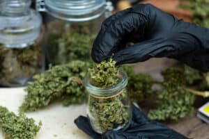 A man hand holding marijuana flowers in a clear glass bottle