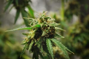 Young flowers and leaves of medicinal cannabis grow indoors