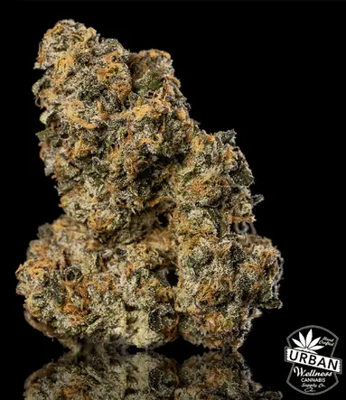Urban Wellness Our Strains Hazelnut Cream